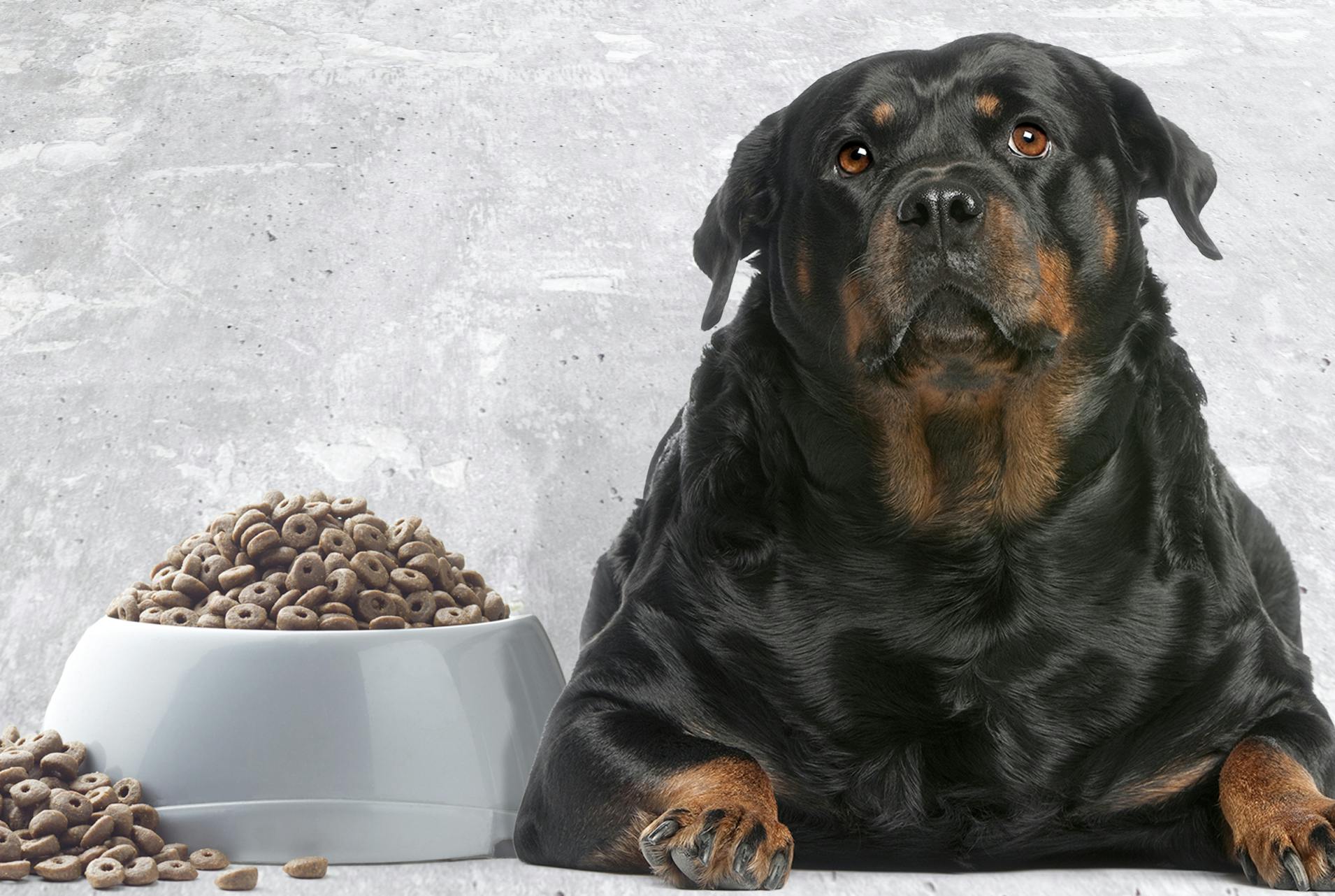 How to Prevent Dog Obesity