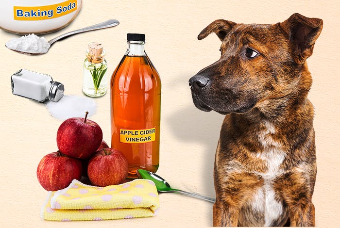 Fight Fleas Naturally: 4 Home Remedies for Your Dog