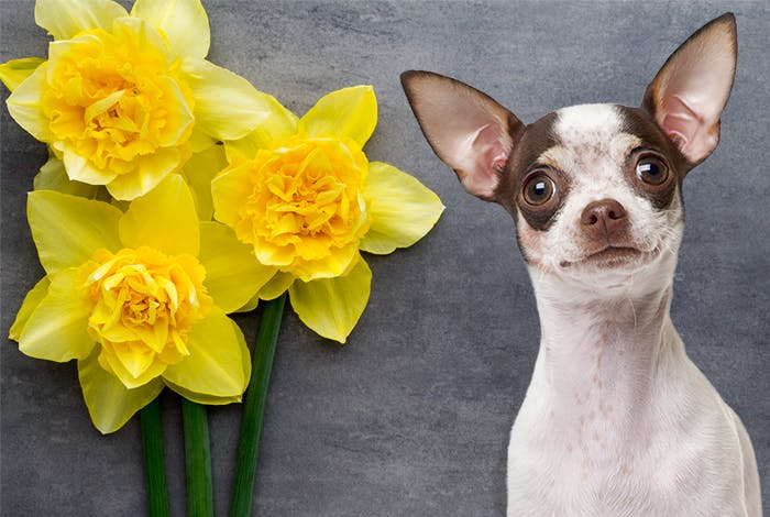 12 Poisonous Spring Plants for Dogs