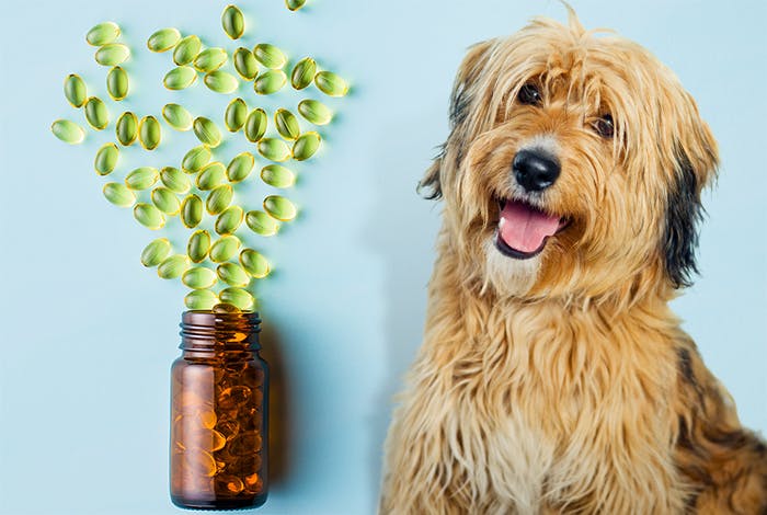 The Importance of Vitamin E in Your Dog’s Diet