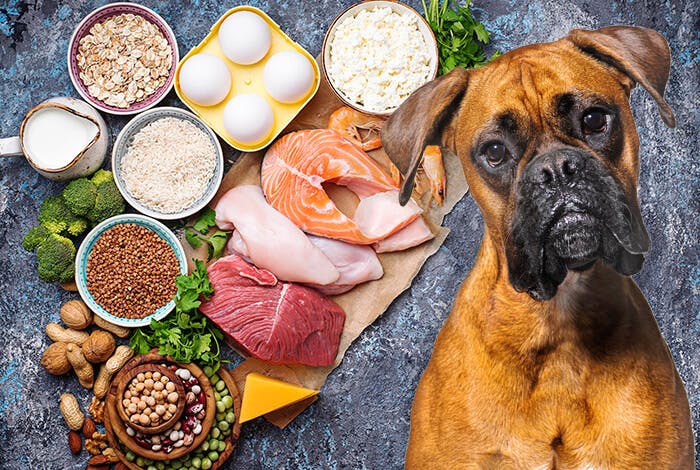 The Impact of Food Allergies on Your Dog’s Health: How to Identify and Treat Them