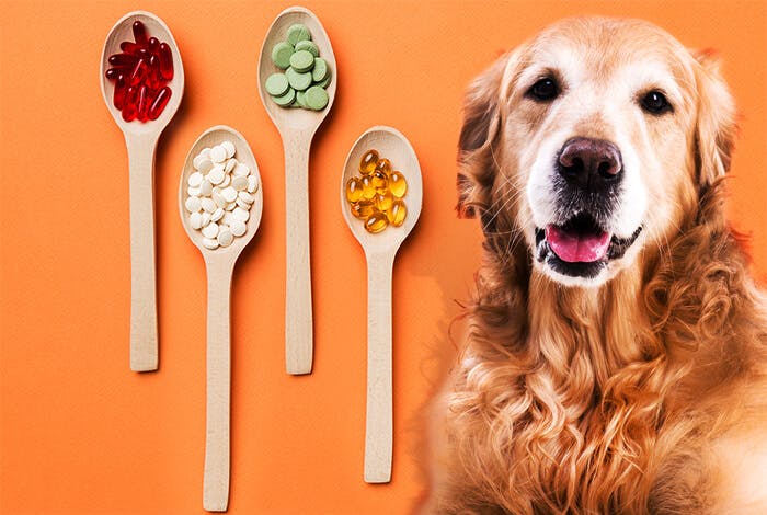 Look for These 6 Ingredients in Joint Supplements for Dogs