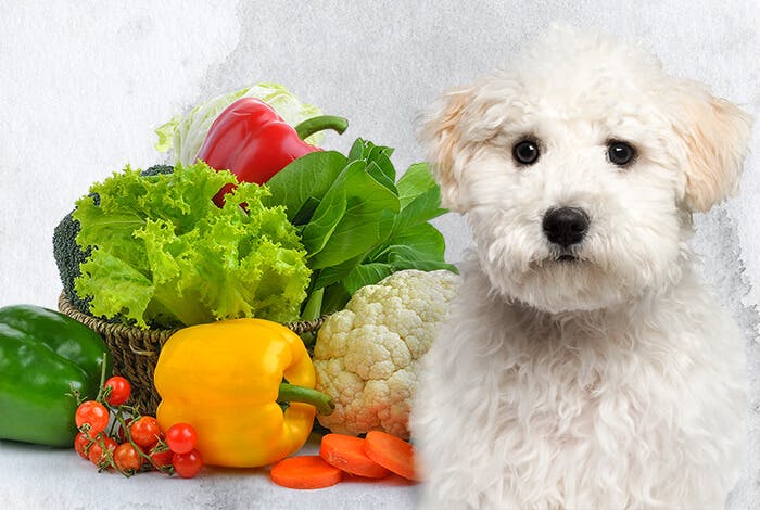 Vegetarian Diet for Dogs