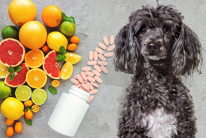 The Power of Vitamin C for Dogs: Benefits and Sources