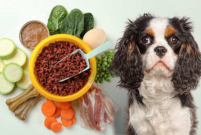 Customizing Canine Diets for Pancreatitis Management