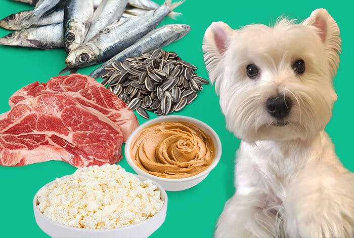 How to Put Weight on a Dog: Top 5 Foods for Healthy Weight Gain