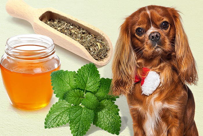 3 Natural Dog Ear Infection Treatments