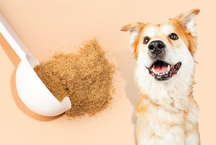 10 Natural Fiber Sources to Boost Your Dog’s Digestive Health