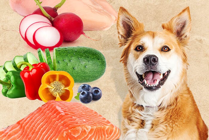 6 Foods to Help Combat Kidney Disease in Dogs