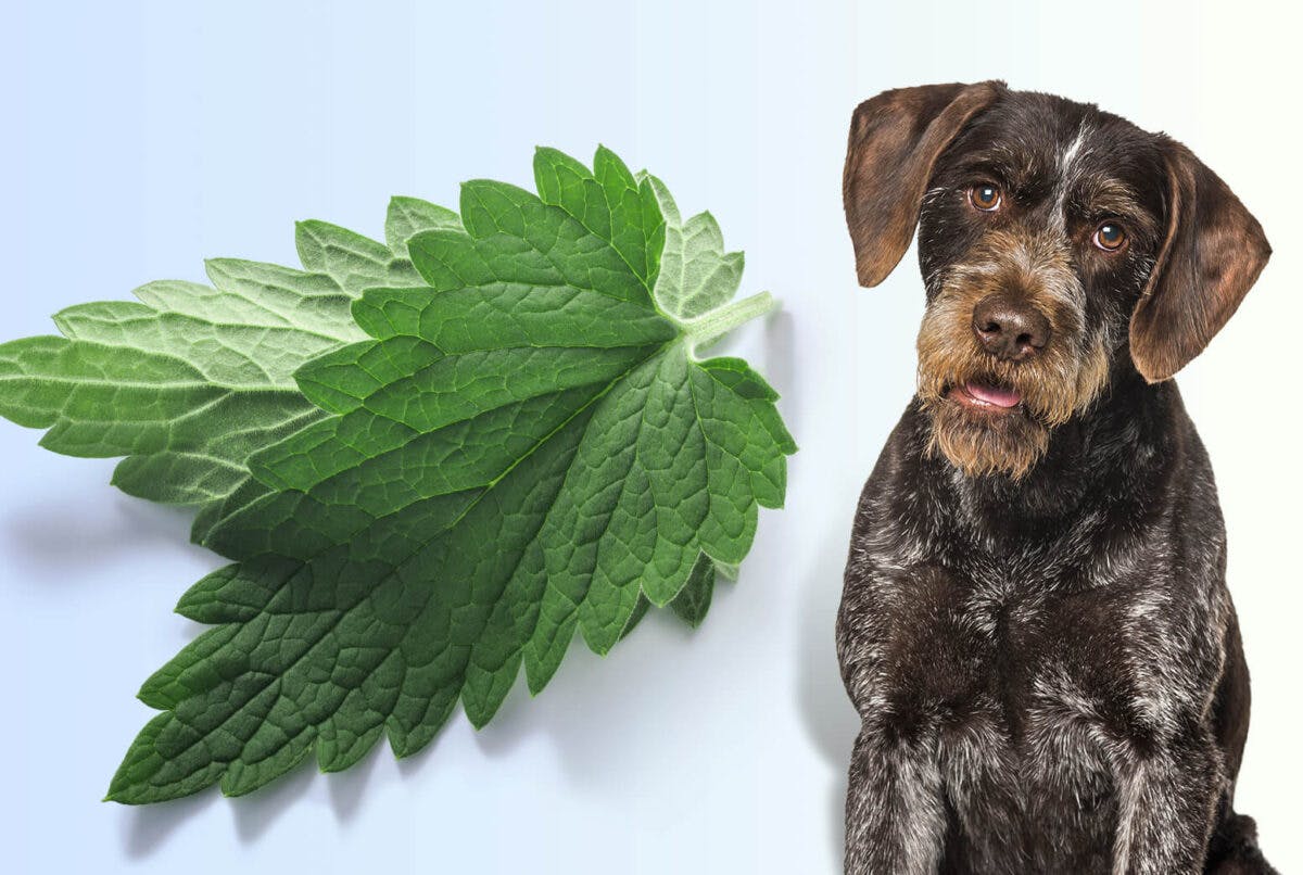 Can Dogs Eat Catnip? What Are Catnip's Effects on Canines?