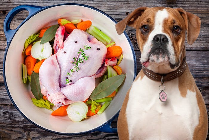 Can Dogs Have Chicken Broth? Benefits and Safe Preparation