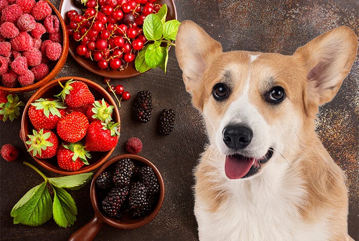 Can Dogs Eat Berries?