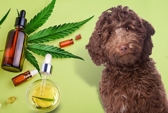 CBD for Dogs: Benefits, Potential Side Effects, and Dosage