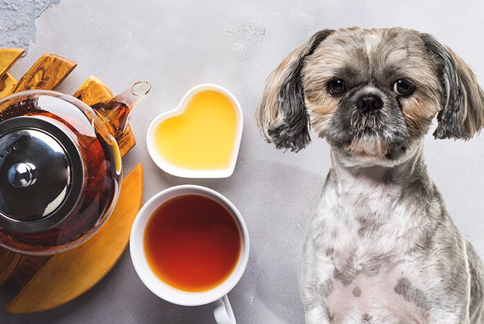 Can Dogs Drink Tea?