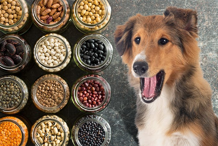 Can Dogs Eat Beans? Bean Varieties for Dogs