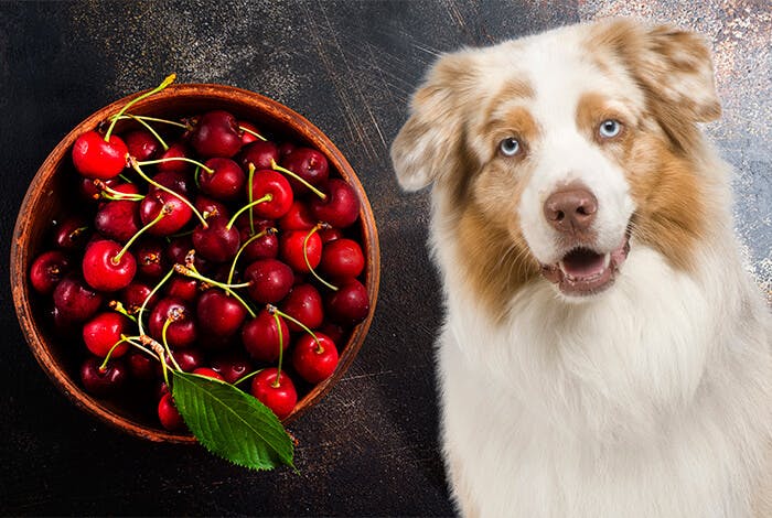 Can Dogs Safely Consume Cherries?