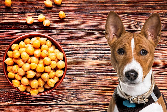 Can Dogs Eat Chickpeas, Cooked, Canned, or Dried?