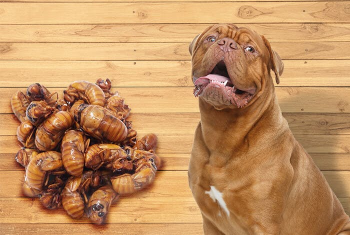 Can Dogs Eat Cicadas?