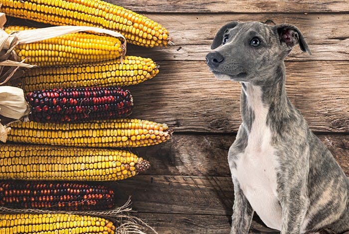 Can Dogs Eat Corn? Is Sweetcorn Healthy for Dogs?