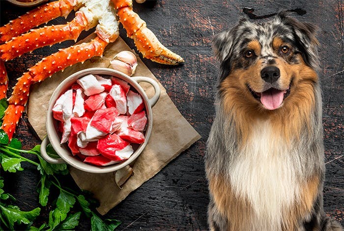Can Dogs Eat Crab? What Are the Health Risks?
