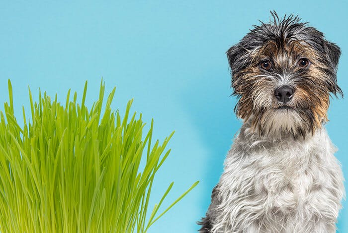Can Dogs Eat Grass and Is It Harmful to Them?