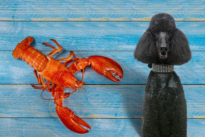 Can Dogs Eat Lobster?