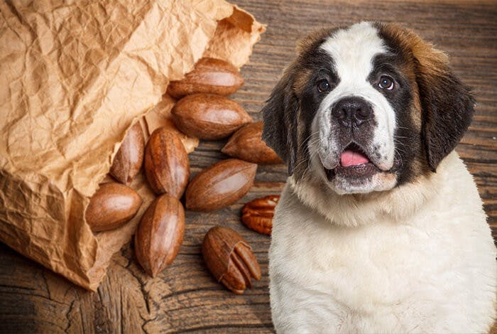 Can Dogs Eat Pecans? What About Pecan Pie?