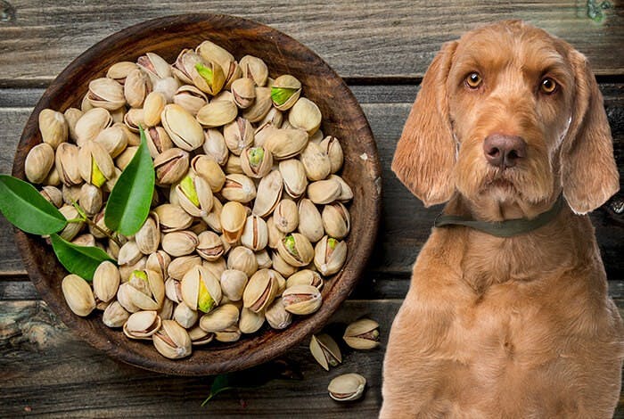 Can Dogs Eat Pistachios? Uncovering the Facts for Safe Feeding