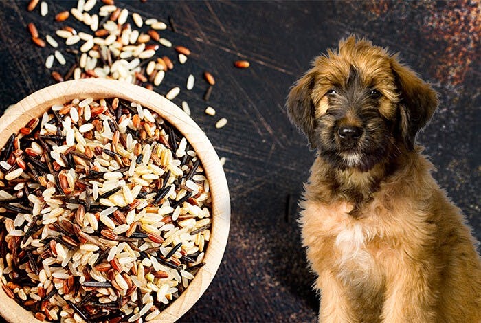 Can Dogs Eat Rice? Is Rice Healthy for Dogs?