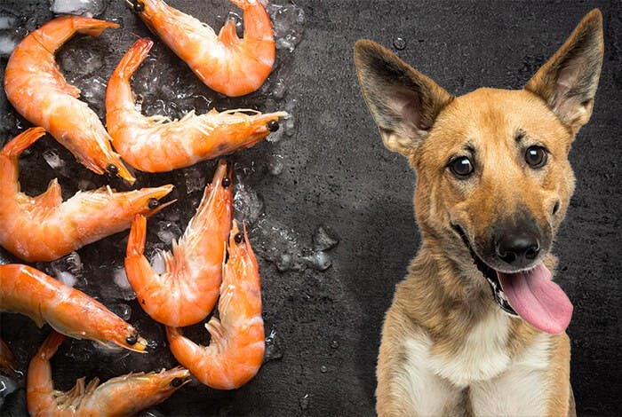 Can Dogs Eat Shrimps?
