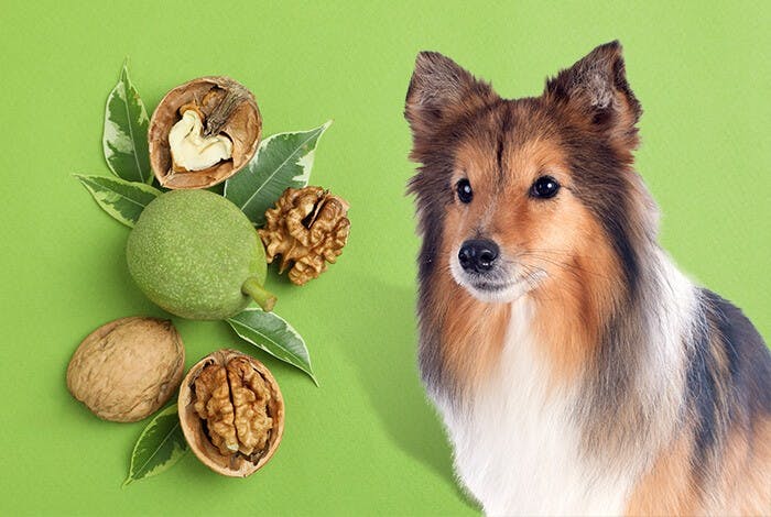 Can Dogs Eat Walnuts? What to Do If My Dog Ate Walnuts