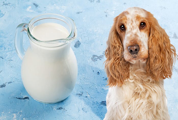 Goat’s Milk for Dogs, Is It Worth the Hype?