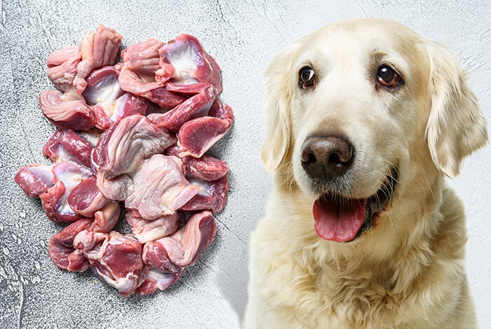Organ Meats for Dogs - an Important Part of Your Dog’s Diet