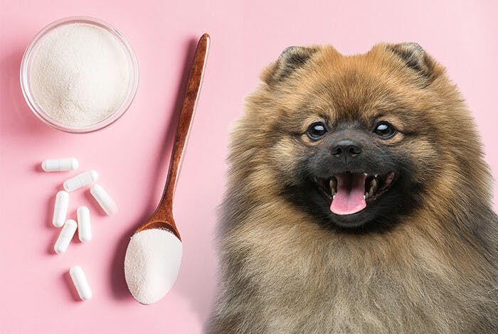 The Ultimate Guide to Probiotics for Dogs