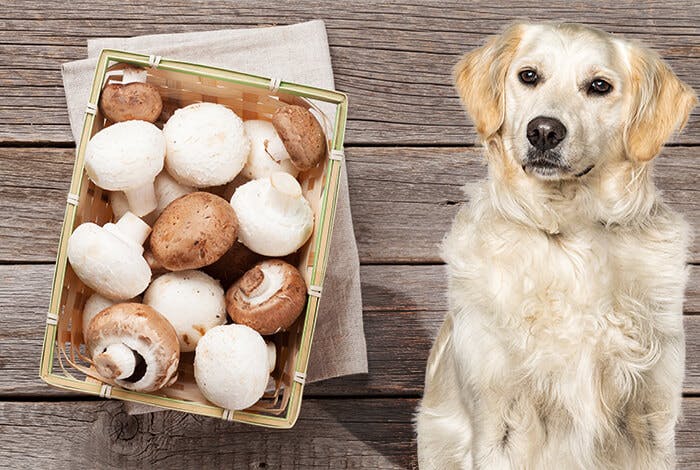 Can Dogs Eat Mushrooms? A Guide to Poisonous and Healthy Options