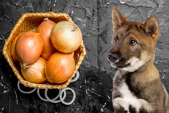 Can Dogs Eat Onions? What Is Onion Toxicity?