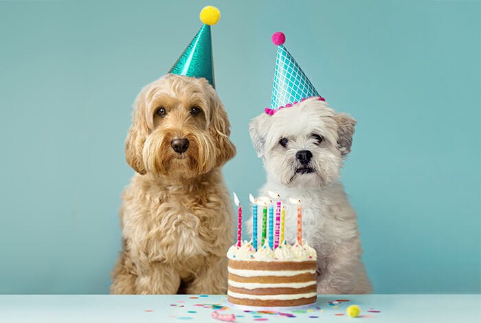 4 Easy Dog Birthday Cake Recipes