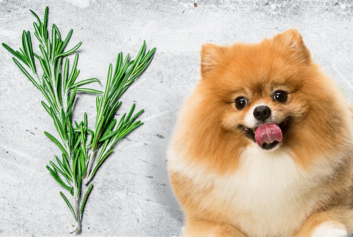 Rosemary for Dogs: A Careful Examination of Benefits and Risks