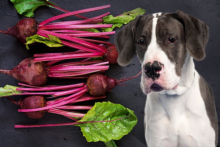 Can Dogs Eat Beets? Are Raw Beets Safe for Dogs?