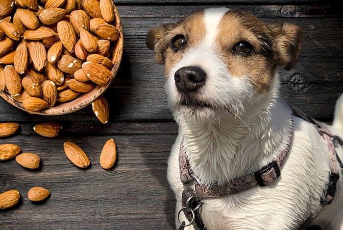Can Dogs Eat Almonds? Is Almond Toxic for Dogs?