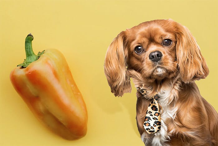 Bell Peppers for Dogs: A Blast of Nutritional Power or a Digestive Danger?