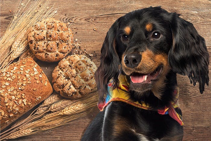Can Dogs Eat Bread? What Bread Varieties Are Bad for Dogs?