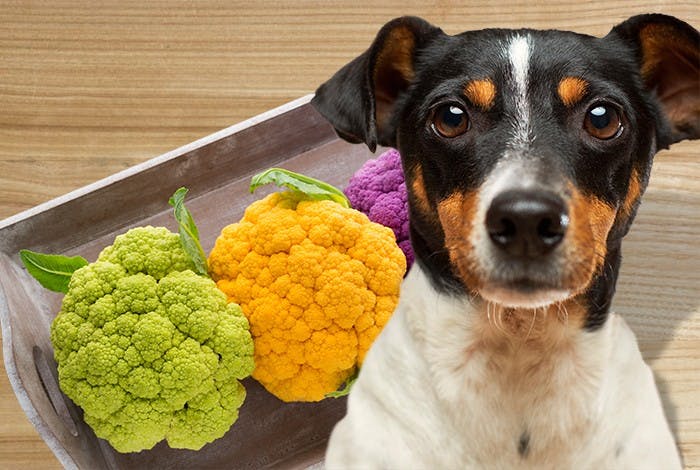 Can Dogs Eat Cauliflower?