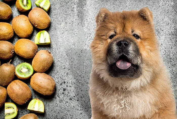 Can Dogs Eat Kiwi? Which Parts of Kiwi Are Bad for Dogs?