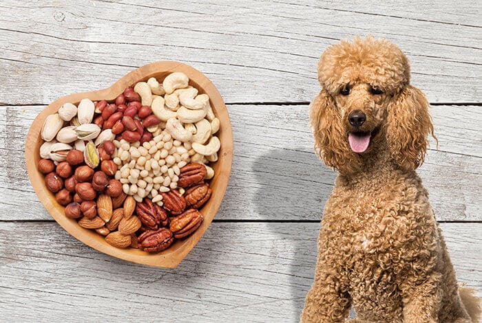 Can Dogs Eat Nuts? 11 Most Popular Nuts for Dogs