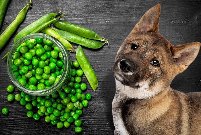 Can Dogs Eat Peas?