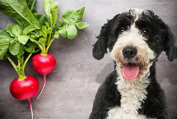 Can Dogs Eat Radishes? Benefits and Risks