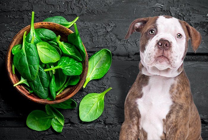 Can Dogs Eat Spinach? Are There Any Health Risks?