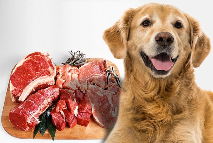 13 Best Types of Meat for Dogs