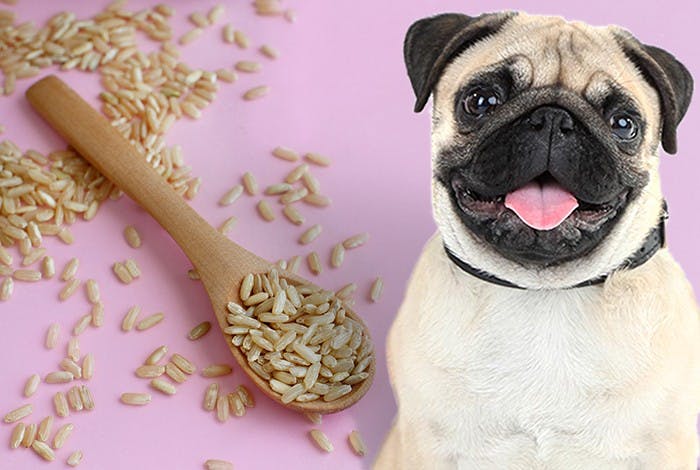 Can Dogs Eat Brown Rice?
